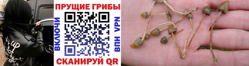 Псилоцибиновые грибы Psilocybine cubensis  KRAKEN рабочий сайт  Елец 